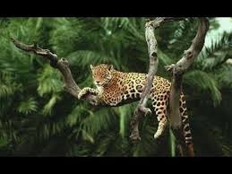 Amazon Rainforest Animals Discover The Animals In The Amazon Forest Rainforest Animals Amazon Rainforest Animals Animals