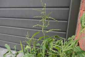 Image result for Urochloa deflexa