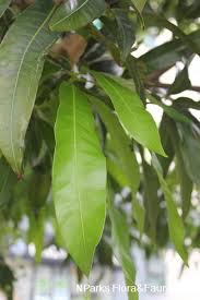 Image result for Mangifera indica