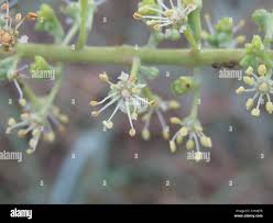 Image result for Pappea capensis