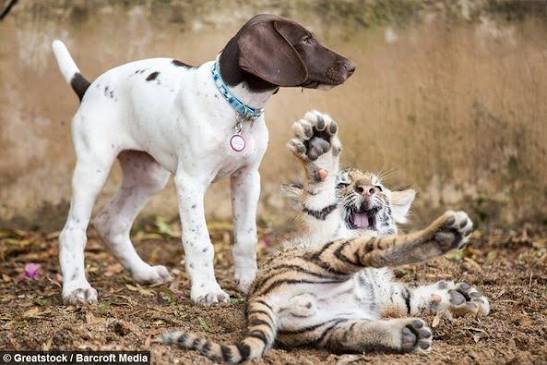 Tiger Cub Rejected By Mother Finds A Best Friend In A Puppy