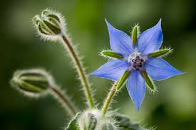 Edible wild flowers and plants. Pretty Wildflowers You Can Eat The English Garden