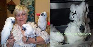 Baby Umbrella Cockatoos For Sale Baby Cockatoos Handfed Baby Cockatoo
