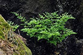 Image result for sleziník Asplenium
