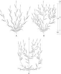 Image result for Enneapogon pretoriensis