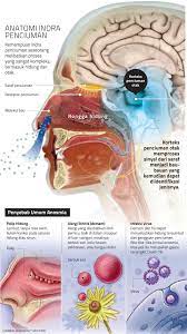 Chrissi kelly founded abscent, a charity and support group for people with anosmia, after doctors diagnosed. Penyebab Anosmia Pasien Covid 19 Ilmu Dan Teknologi Koran Tempo Co