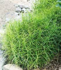 Carex Little Midge 1a Pflanzen Kaufen Baldur Garten Ziergras Pflanzen Kaufen Stauden Pflanzen