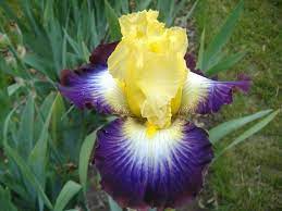 Tb Iris Point Of No Return Michael Sutton Iris Flowers Iris Garden Bearded Iris