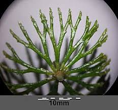 Image result for Ceratophyllum