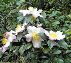 Image result for Camellia sinensis