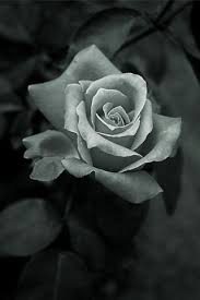 Black And White Rose Images Hd Pin By Michelle Torres On Flower Rose Reference Black And White Roses Rose Art
