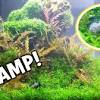 To limit this as much as possible try to buy the biggest shrimp in the shop, and avoid males. Https Encrypted Tbn0 Gstatic Com Images Q Tbn And9gcszko3rwxpvyamw2topoxi I0osu2o4sf75hw89hzrhe9yw3hlw Usqp Cau