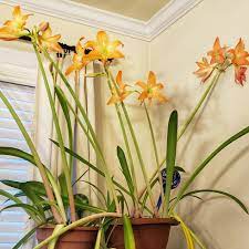 22 Year Old Amaryllis Blooming Gardening