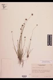 Image result for Juncaceae