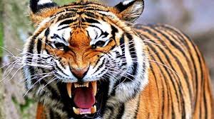 Ikan hias ini sedang gencar diburu, karena harga jualnya yang menggiurkan. Pendekar Harimau Berantai Home Facebook