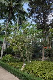 Image result for Tabernaemontana