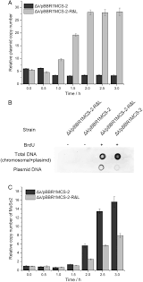 Eukaryotic genomes are much more complex and larger than prokaryotic genomes and are typically composed of. Prophage Lambdaso Uses Replication Interference To Suppress Reproduction Of Coexisting Temperate Phage Muso2 In Shewanella Oneidensis Mr 1 Guo 2019 Environmental Microbiology Wiley Online Library