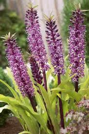 09610 Eucomis Twinkle Stars Horst Gewiehs Gmbh Blumenzwiebel Import Und Grosshandel Lily Plumeria Pineapple