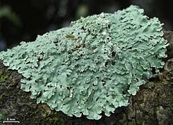 Image result for Physotrichia
