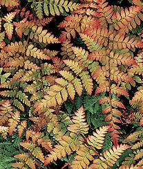 Brown spots on the leaves may indicate damage from the wind and/or sunlight. 21 Best Ferns For Your Garden