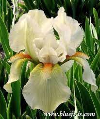 Halloween Rainbow Iris Flowers Beautiful Flowers Flowers Nature