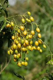 Image result for Clausena lansium