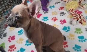 Find the perfect french bulldog. Buy French Bulldog Puppies Buy Puppies In Tucson With The Paw Palace