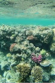 Nike Tiempo Legend Vi Sg Ac Anti Clog Green Sz 7 5 Pro White Electr Lzkxhx2271 Men S Trainers Great Barrier Reef Beautiful Nature Sea And Ocean