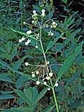 Image result for Asclepias buchwaldii