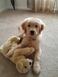 If you're a fan of the breed's personality, charm and wit, you'll surely enjoy this collection. 25 Reasons Golden Retrievers Are Actually The Worst Dogs To Live With