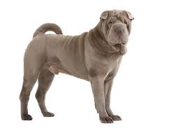 Har du lyst til at støtte os yderligere, har du mulighed for at tilføje et månedligt beløb udover det årligt kontingent. Shar Pei Faltenhund Charakter Bilder Und Infos Hunderasse S