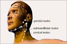 Collect lymph from the occipital and vertebral muscle groups. Lesson 2 Lymph Nodes And Drainage Patterns Real Bodywork