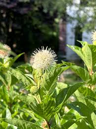 Image result for Cephalanthus