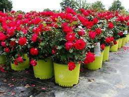 Plant Care 101 Double Knock Out Roses Knockout Roses Double Knockout Roses Knockout Roses Care