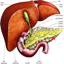 Ficatul cel mai mare organ intern al corpuluiuman. Ficatul Èi Pancreasul Gastrointestinal System Biology Anatomy