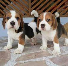 Beagle puppies for adoption in mumbai. Stronge And Healthy Beagle Puppies For Sale Puppies Are Ver Dogs For Sale In Borivali East Mumbai Click In