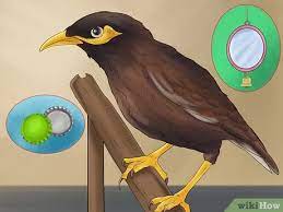 3 Ways To Care For Mynah Birds Wikihow