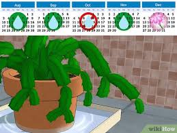 Fertilize after flowering has stopped. How To Care For A Christmas Cactus 14 Steps With Pictures