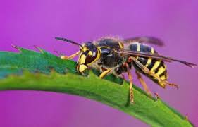 Se débarrasser des frelons naturellement. Guepe Et Frelon Quel Remede Naturel Contre Les Guepes Et Frelons 10 Astuces Anti Guepes Et Frelons Tout Pratique