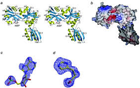 Martin cheah is on facebook. Crystal Structure Of Atp Phosphoribosyltransferase Frommycobacterium Tuberculosis Journal Of Biological Chemistry