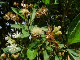 Image result for Vernonia auriculifera