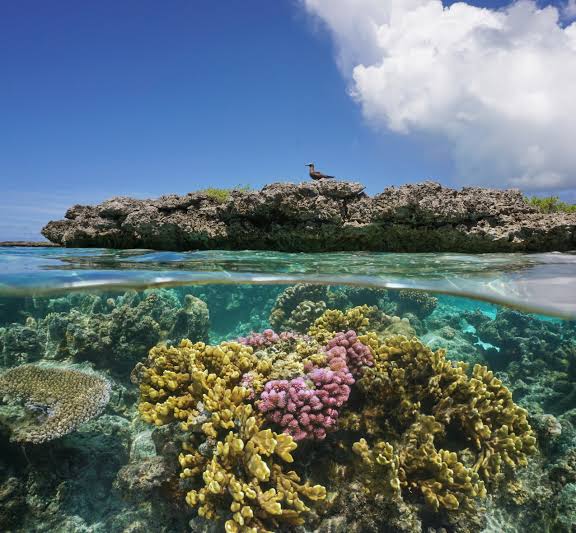 Nukufetau Atoll Untouched Reef Palms Village Isolation Tuvalu