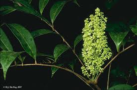 Image result for Sapindaceae