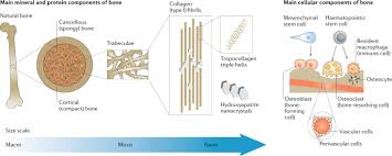 It is also called osseous tissue or cortical bone and it provides structure and support for an organism as part of its skeleton, in addition to being a location for the storage of minerals like calcium.about 80% of the weight of the human skeleton comes from. Materials Design For Bone Tissue Engineering Nature Reviews Materials