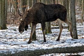 ヘラジカ - Wikiwand