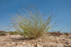 Image result for Dichanthium