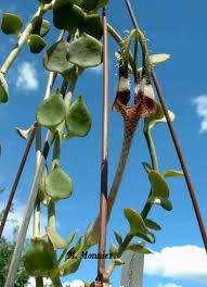 Image result for Ceropegia paricyma