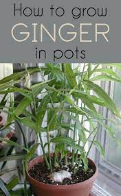 • ginger, which is frequently mentioned in herbal tea and herbal cures, can be grown at home to be at hand. How To Grow Ginger In Pots Growing Ginger Indoors Container Gardening Vegetables Growing Vegetables