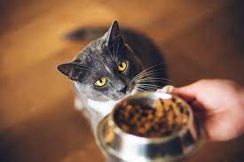 Feeding Your Felines: Dietary Health Tips; Cat Food Guidance | MetLife Pet  Insurance