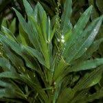 Image result for Brexia